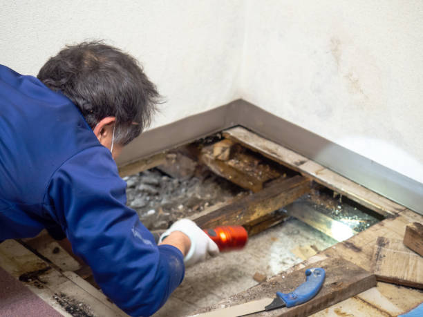 Best Black Mold Remediation in Lower Burrell, PA