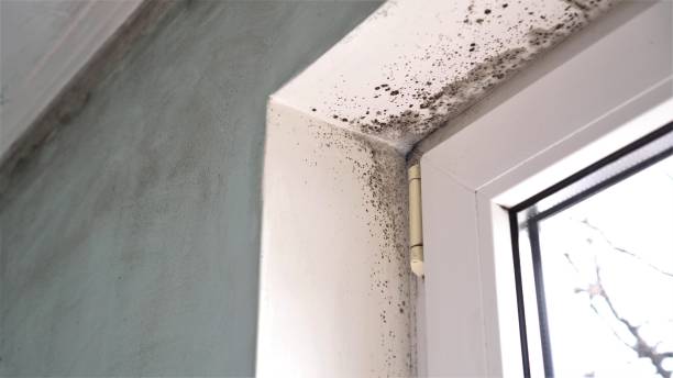 Trusted Lower Burrell, PA Mold Remediation Experts