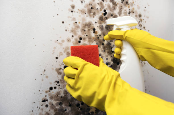Best Residential Mold Remediation in Lower Burrell, PA